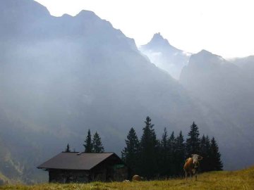 Morning mist